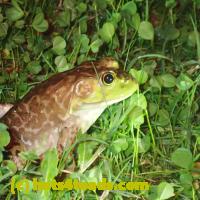/home//u458753944/public_html/sourcegallery/////Frogs/More bullfrogs/P9110726.JPG